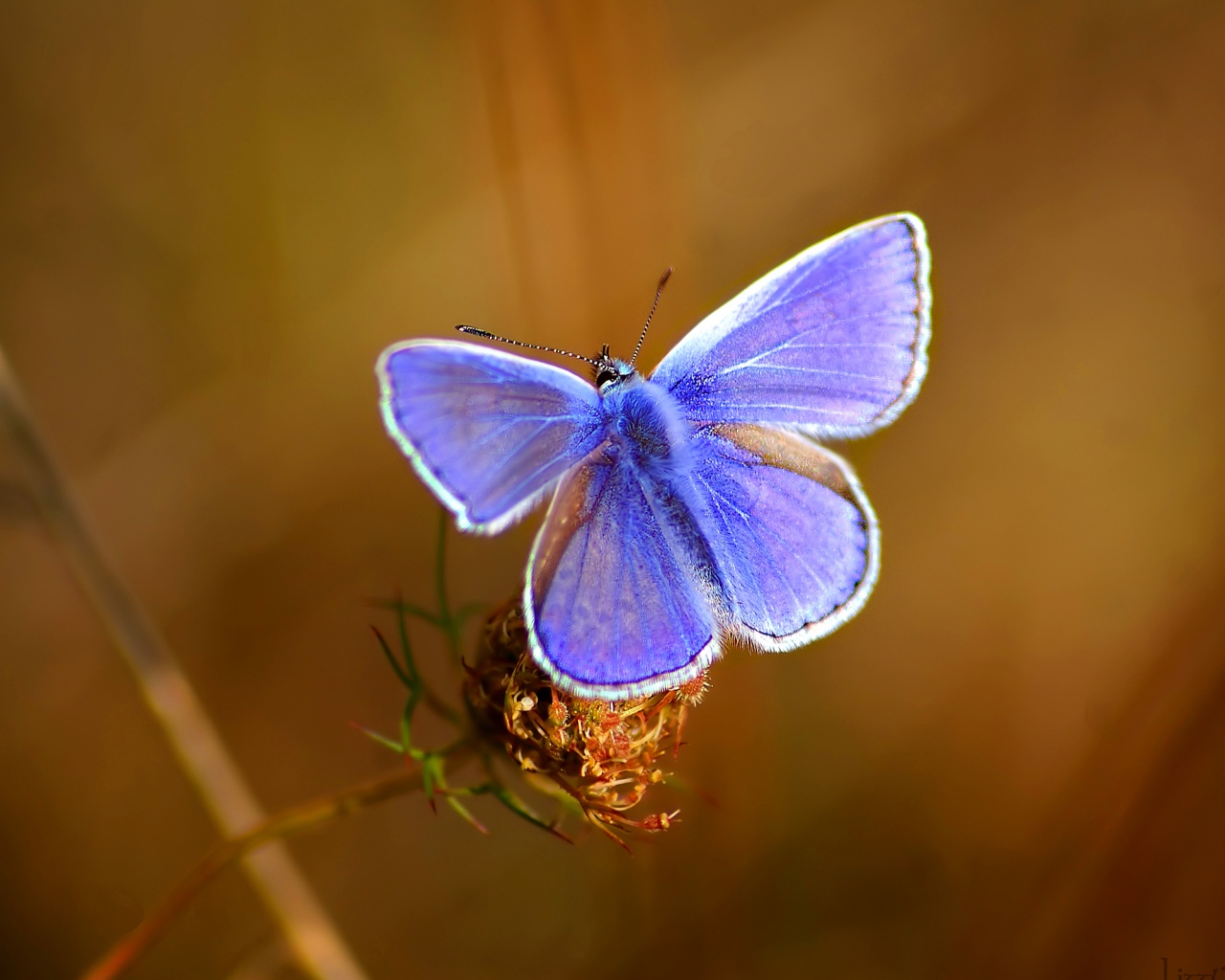 Бабочка с фиолетовыми крыльями обои