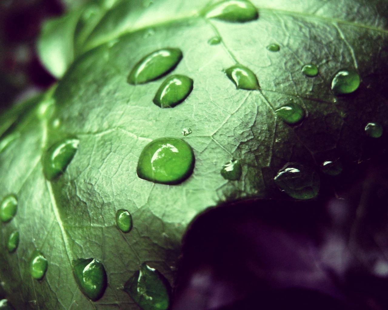 Капли росы на листе обои