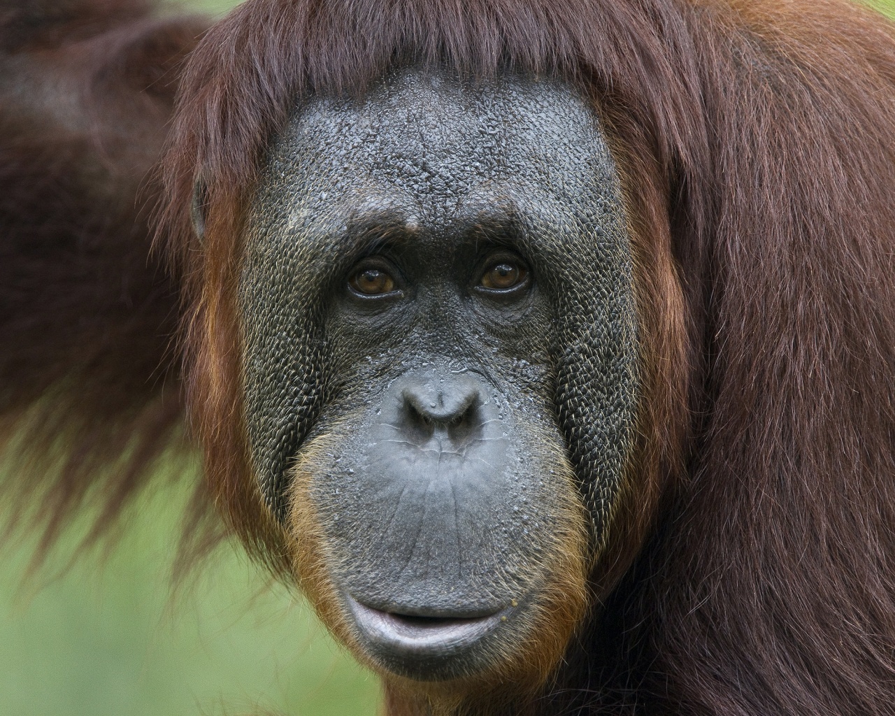 Орангутан обои