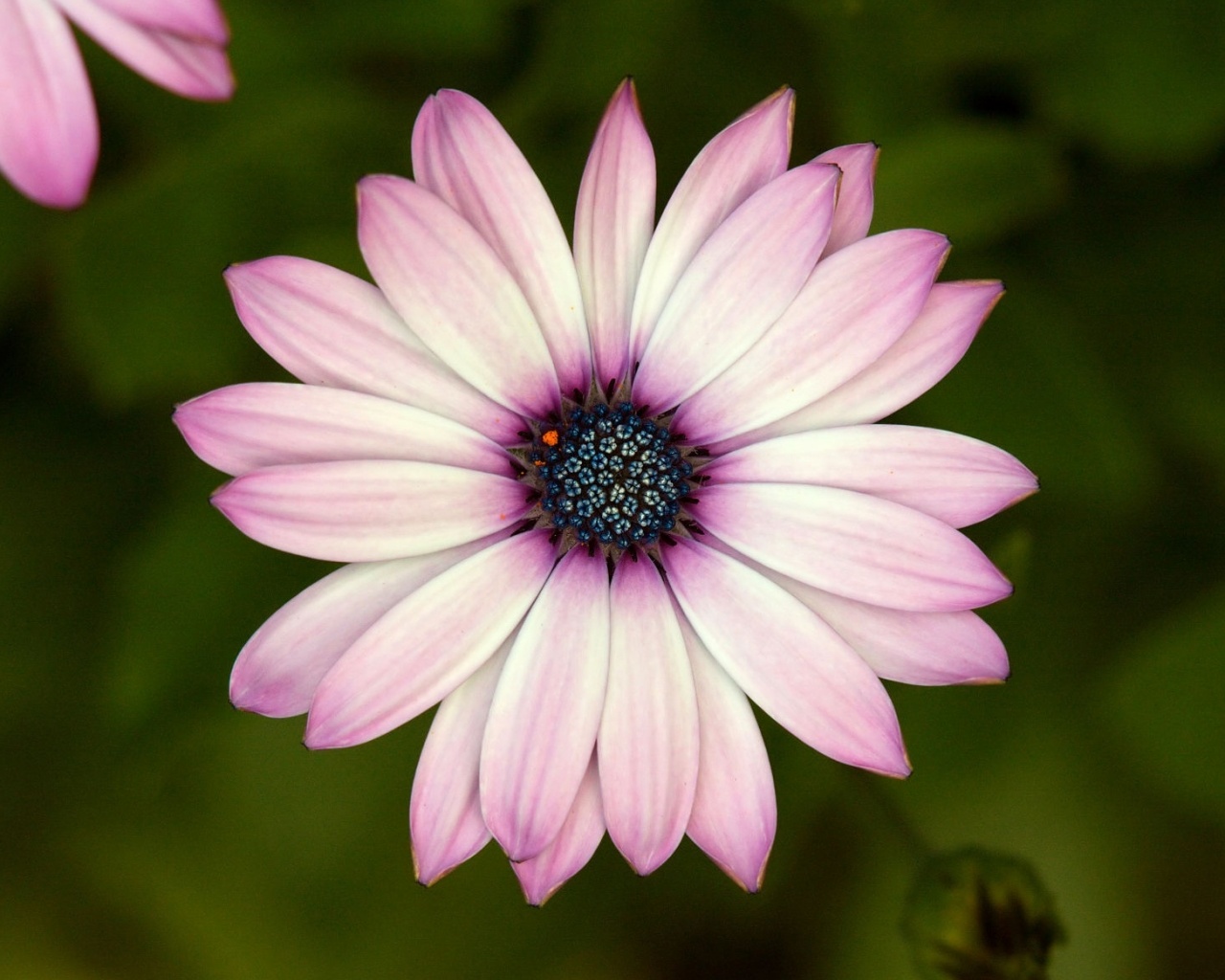 Макро фотография цветка обои