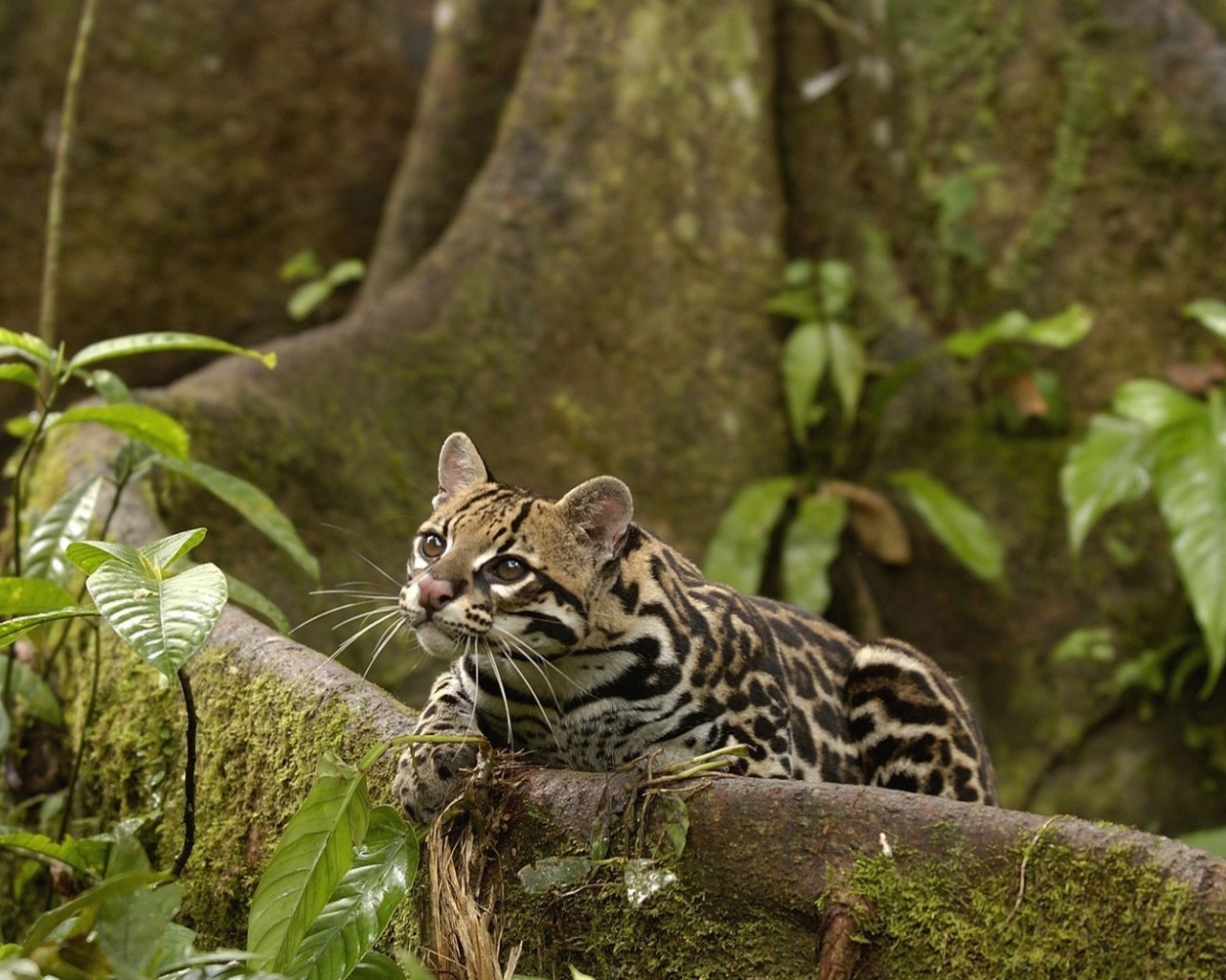 Оцелот обои