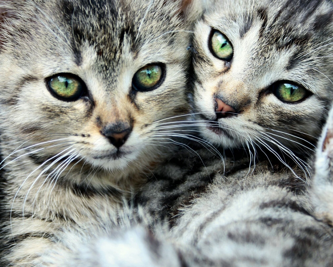 Котята в обнимку обои