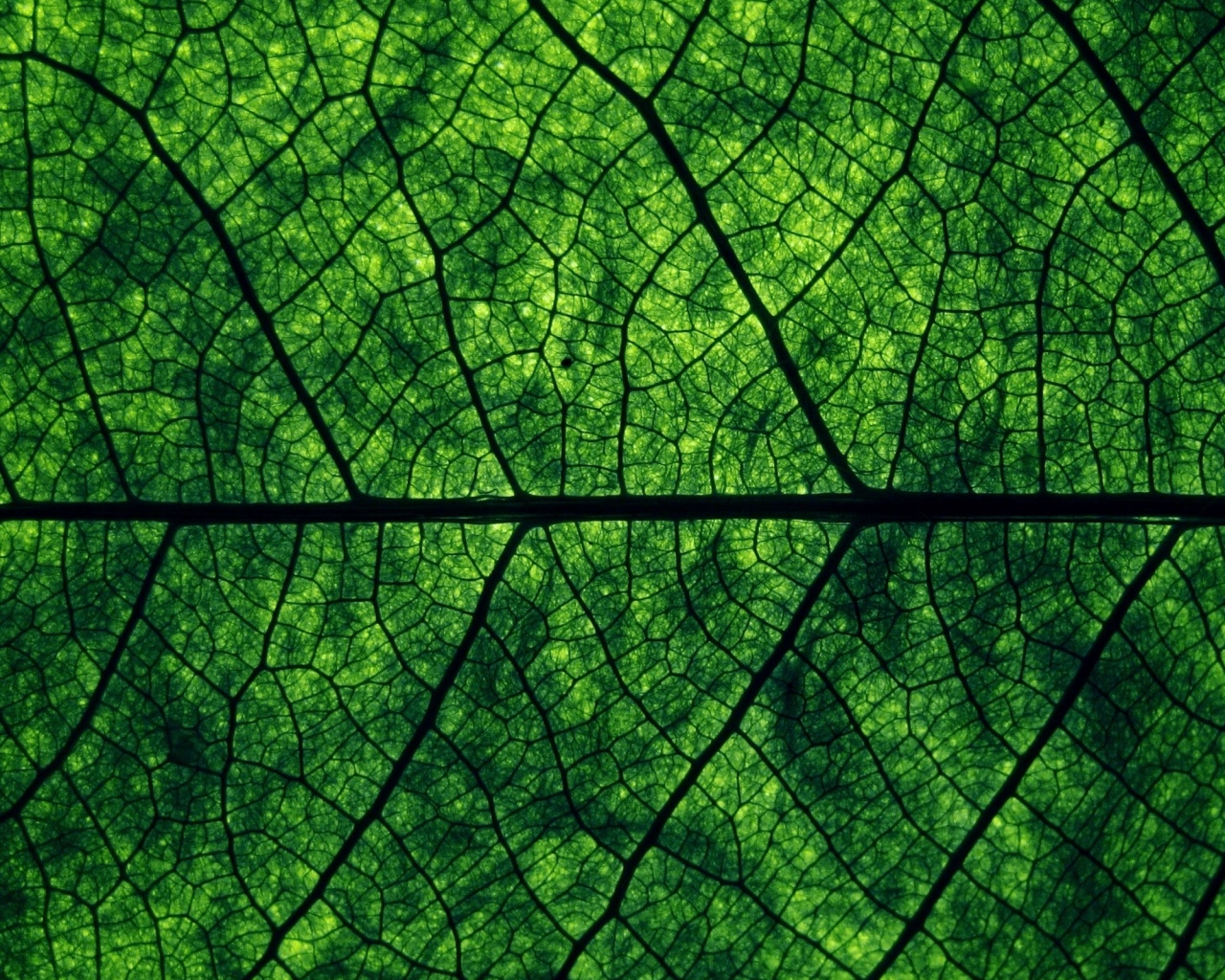 Свечение зеленого листа в макро обои