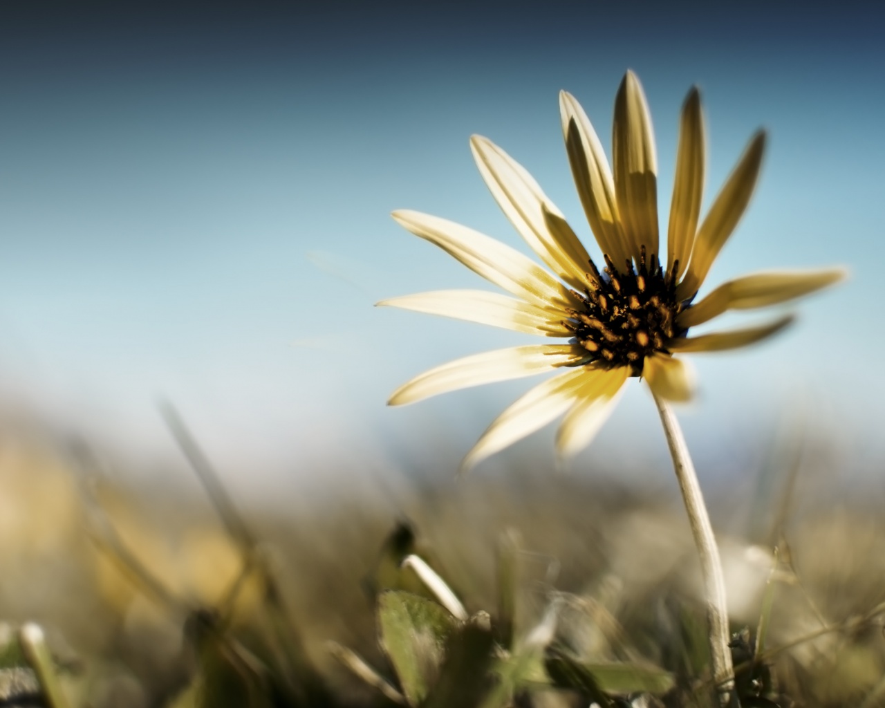 Летний цветок на солнце обои