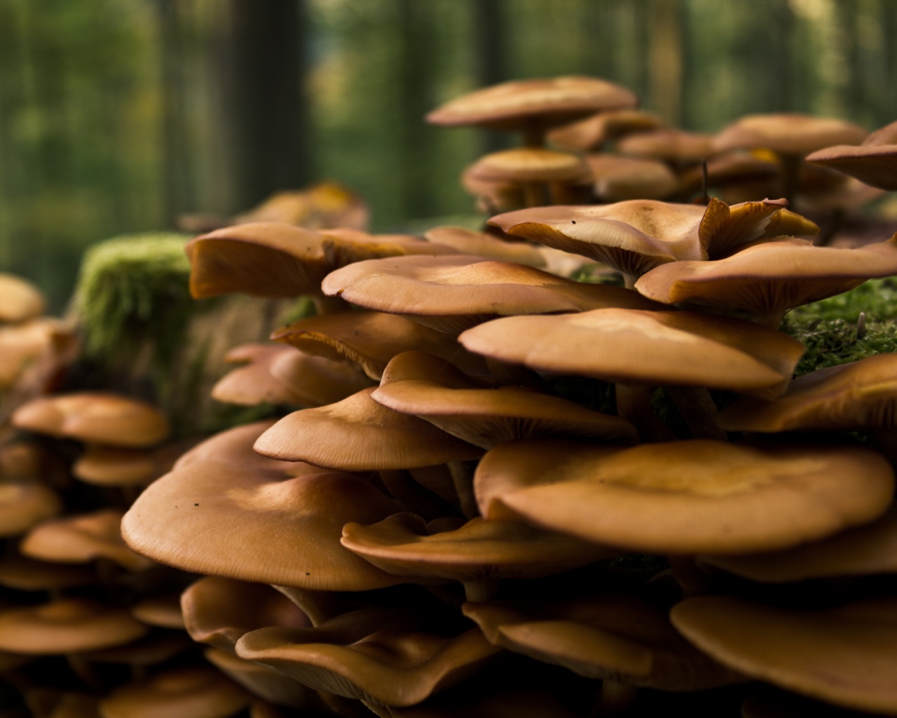 Лесные грибы на пне обои