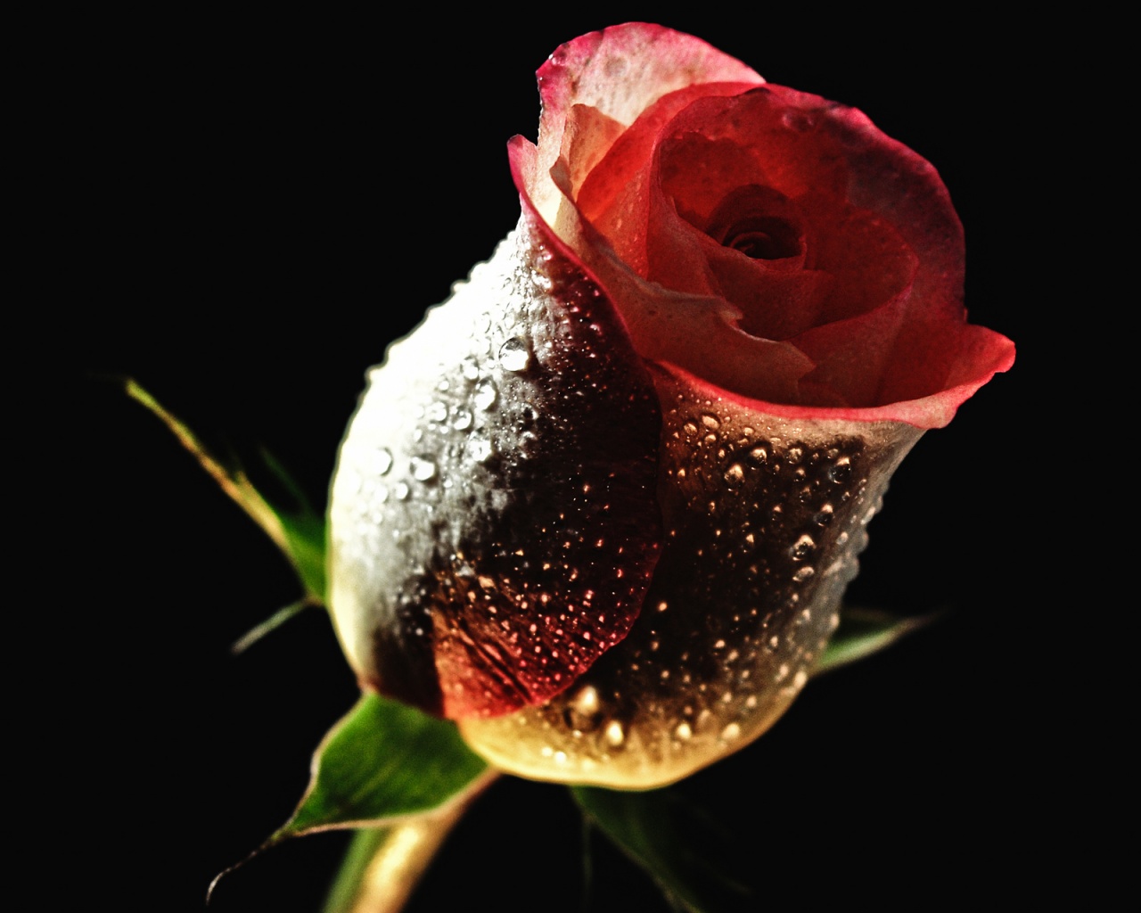 Тёмный бутон обои