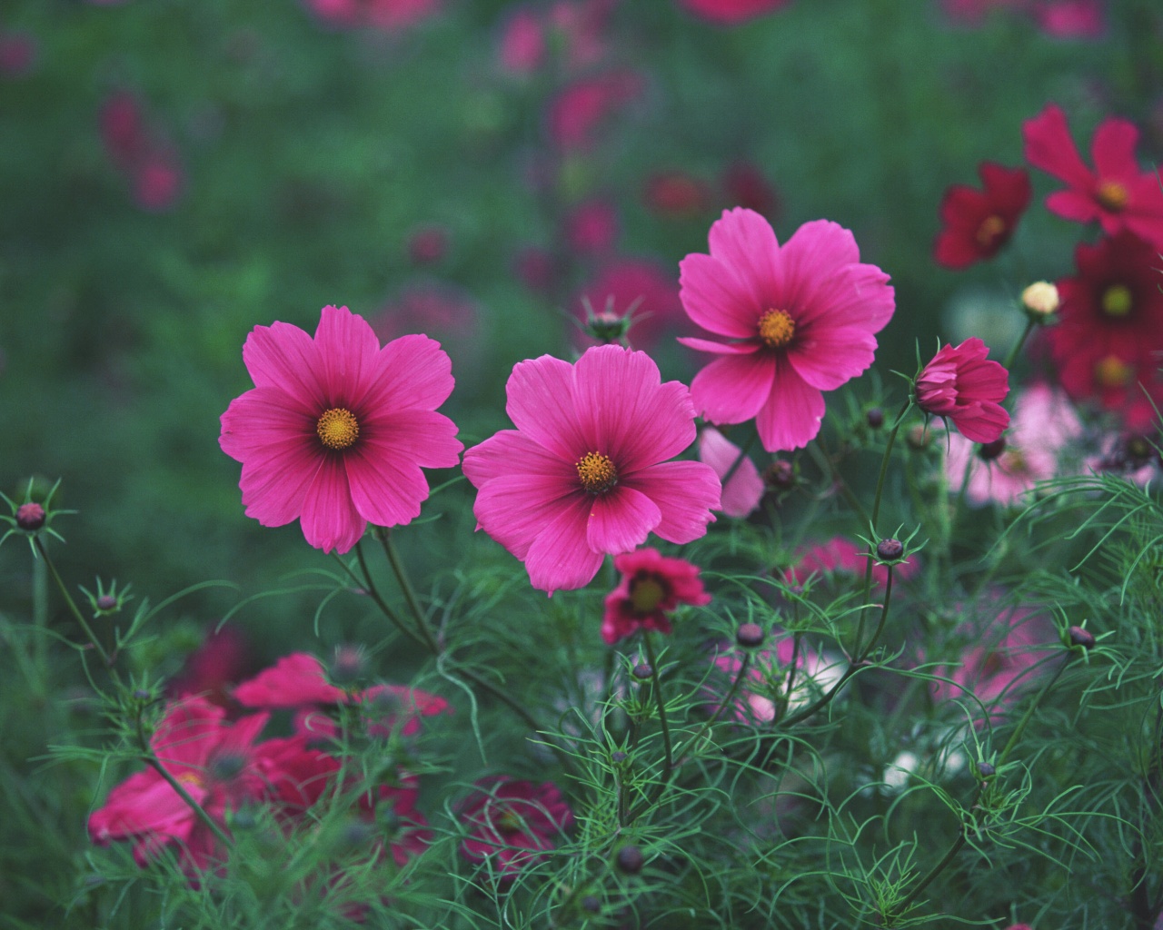 Яркие розовые цветы обои