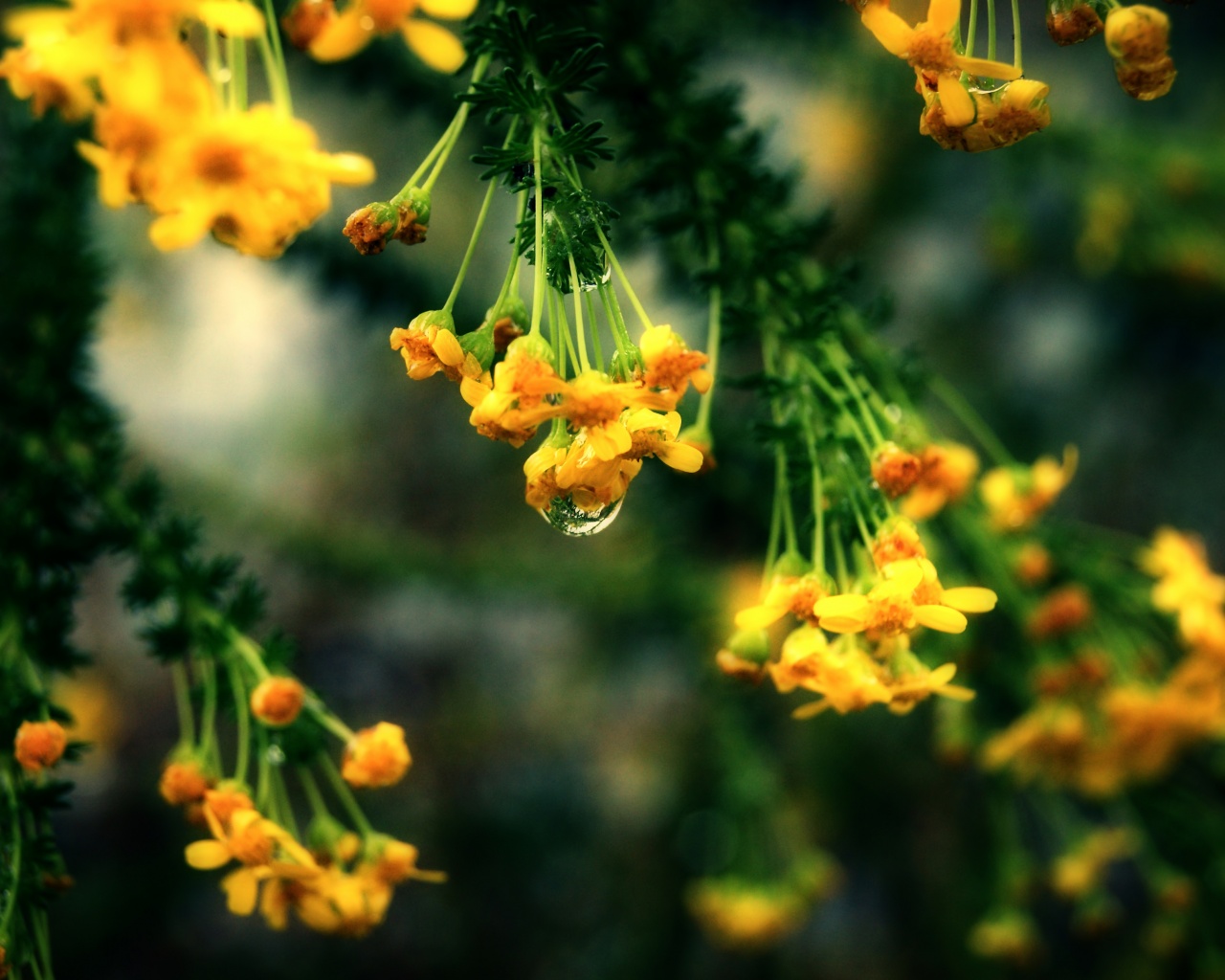 Жёлтые цветочки на ветке обои