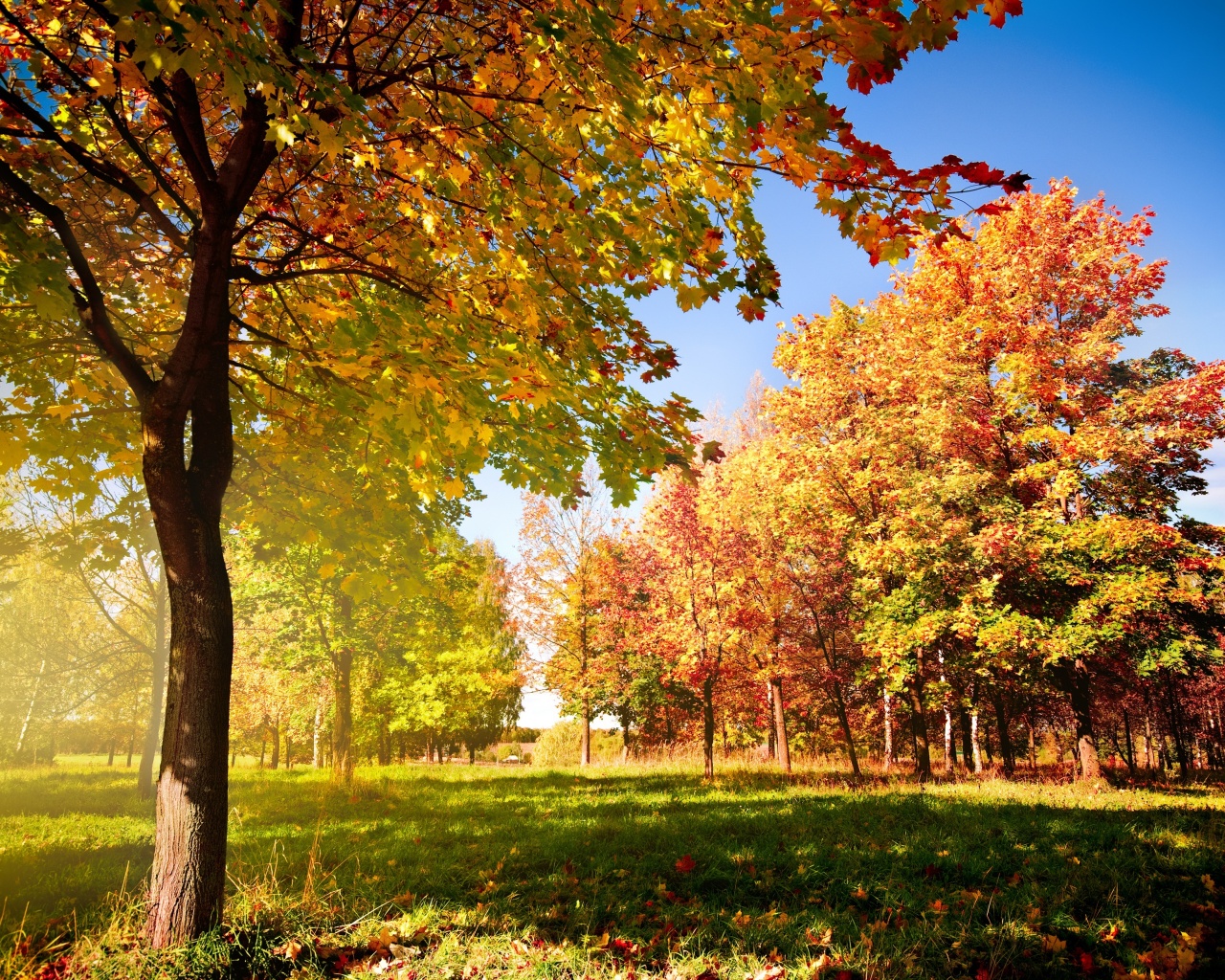 Осень в лесу обои