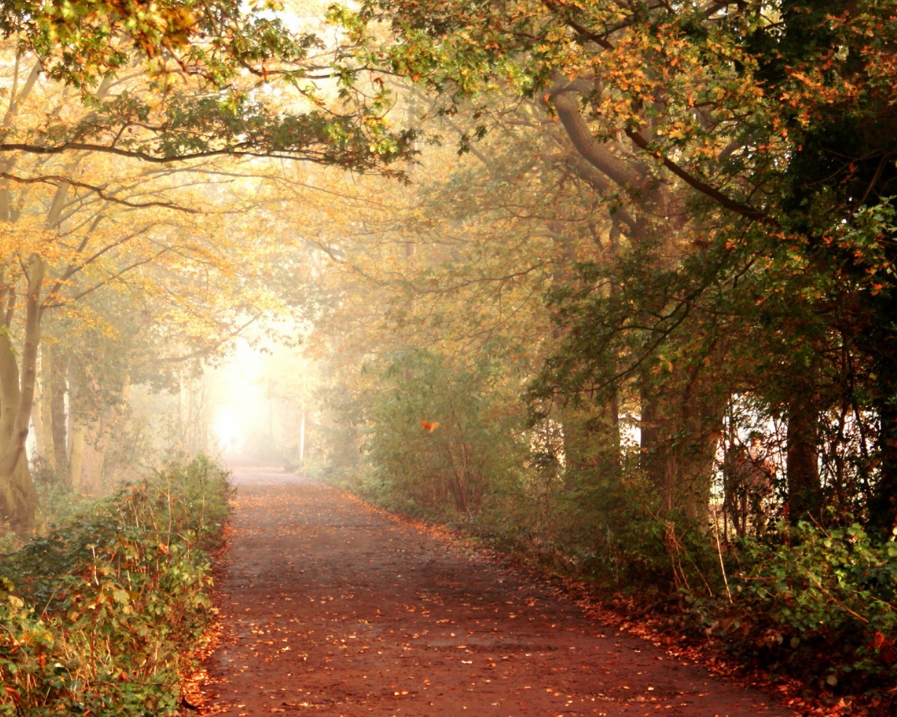Парковая дорожка обои