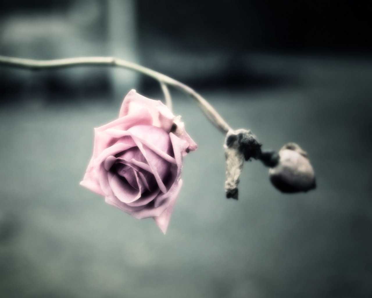 Увядающая роза обои