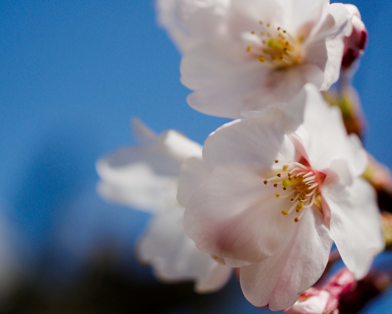 Нежные белые цветы обои