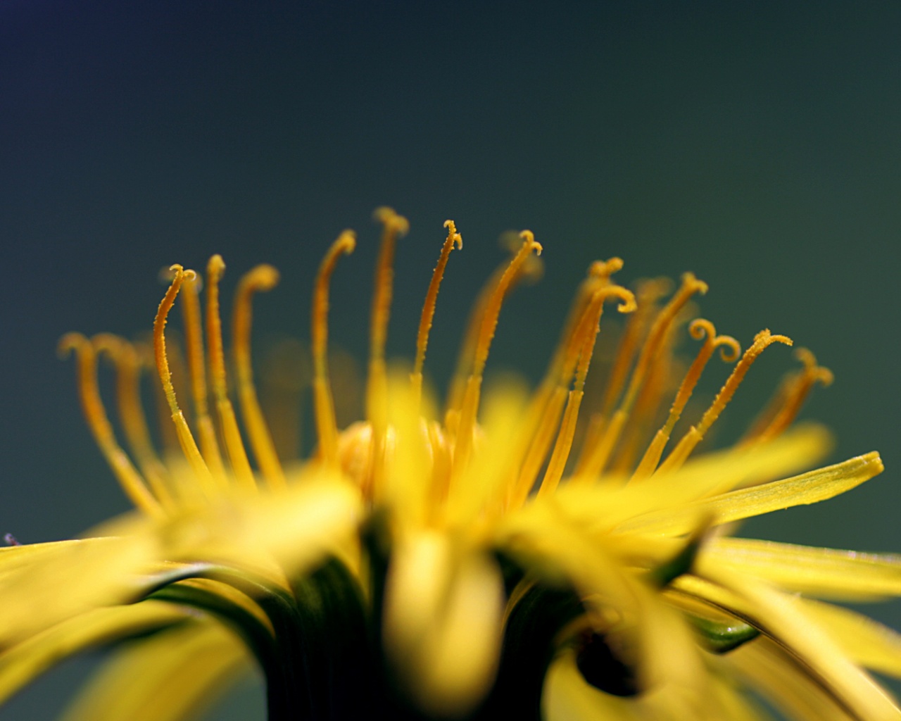 Тычинки обои