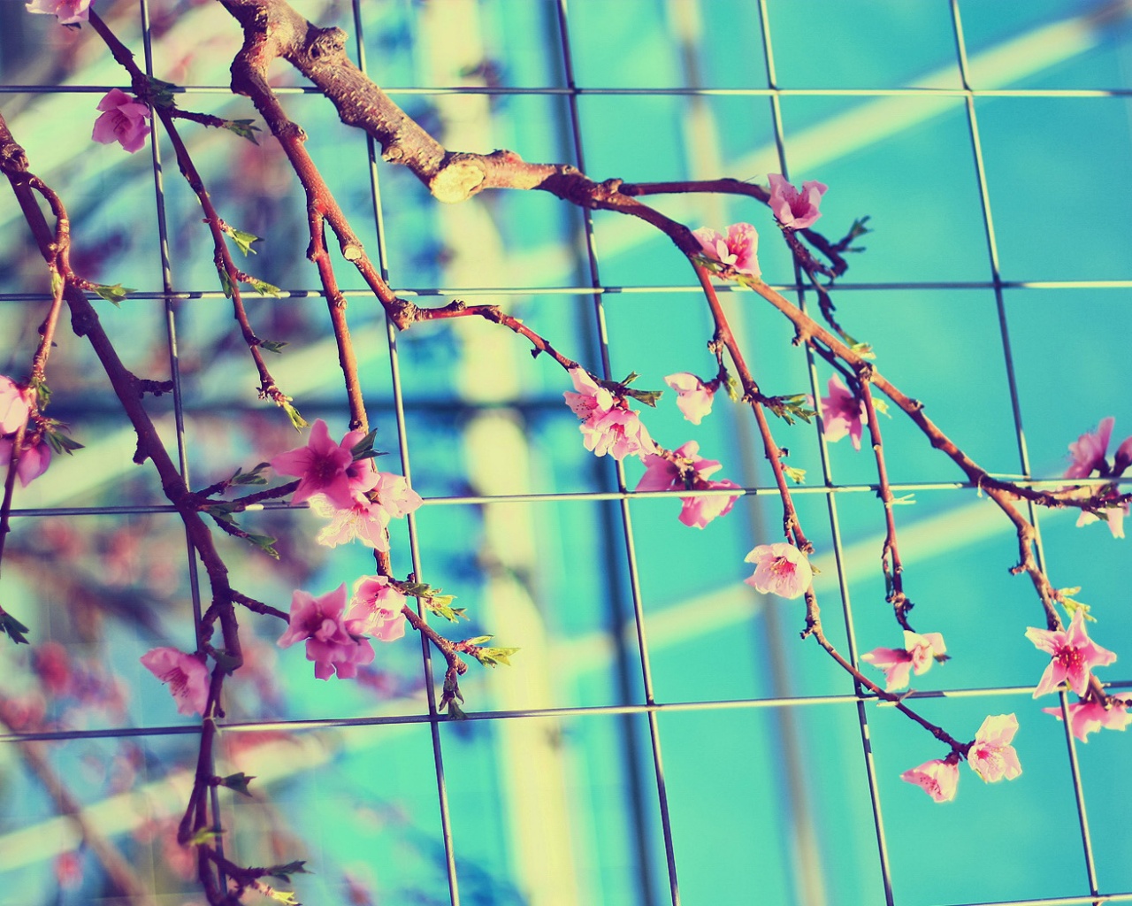 Ветка за сеткой обои