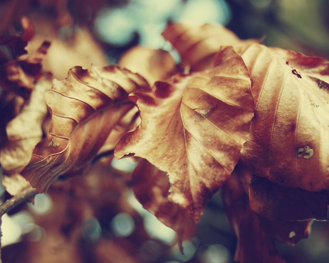 Засохший лист обои