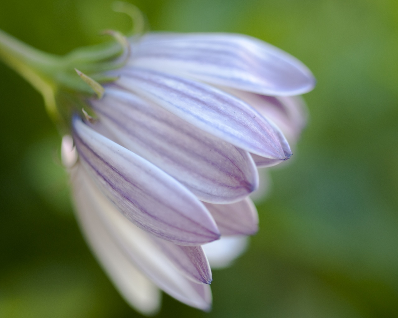 Нежно-фиолетовый цветок обои