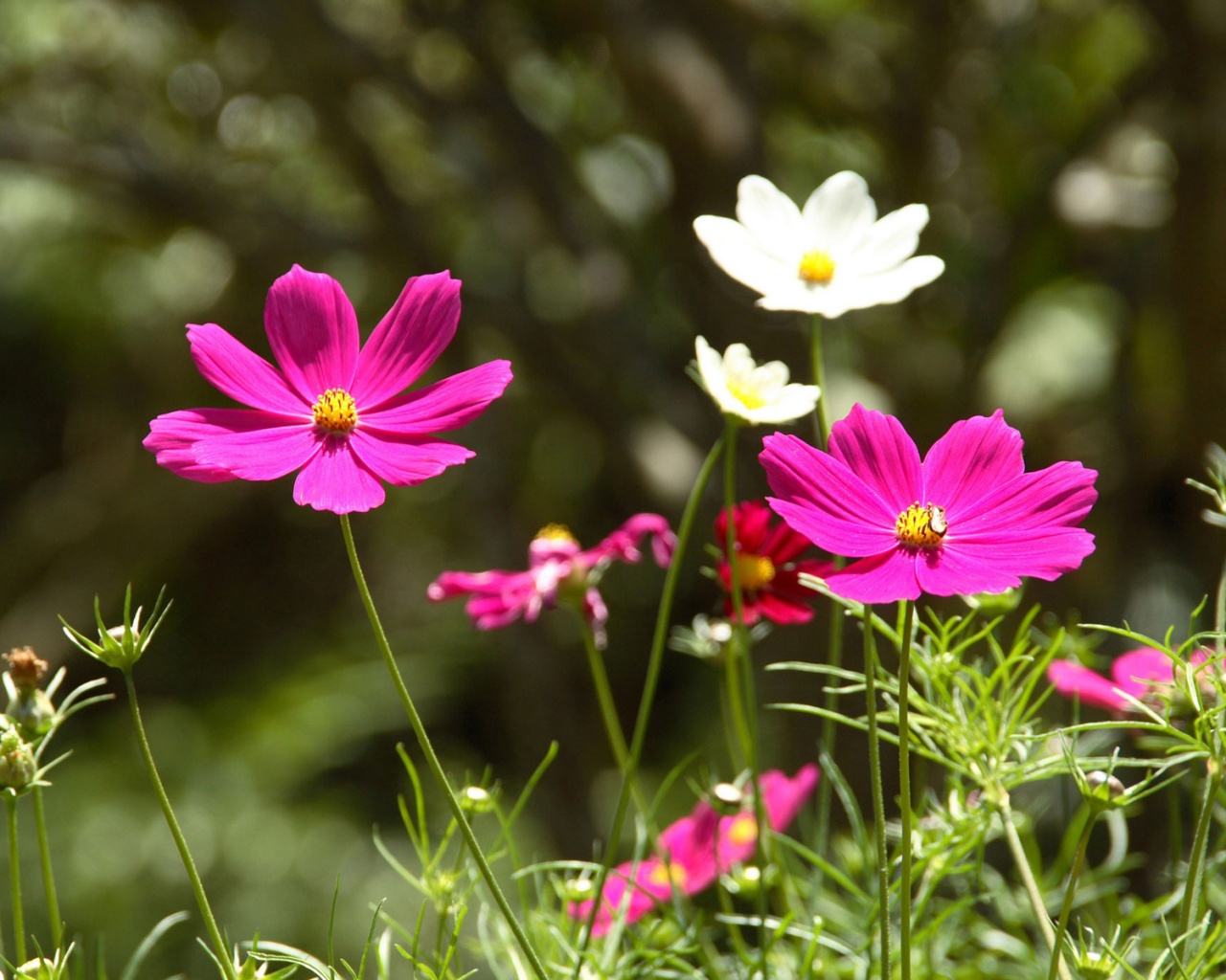 Белые и розовые цветочки обои