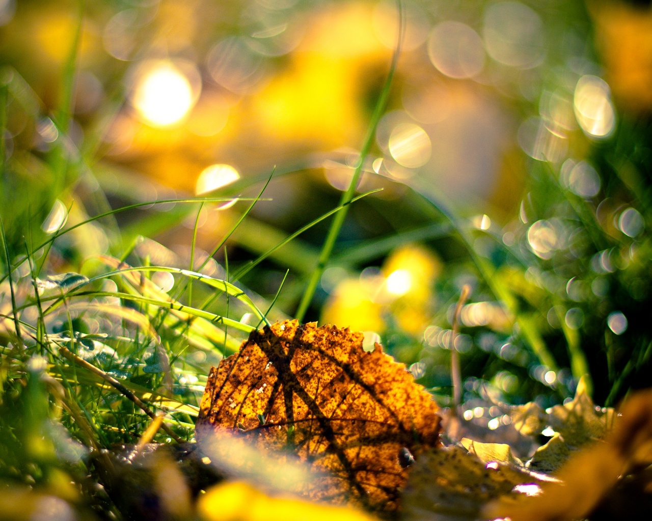 Опавший лист в траве обои