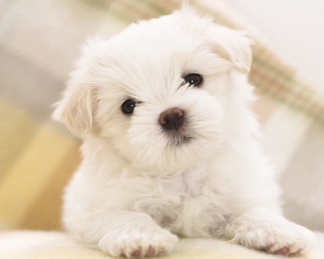 Щенок мальтийской болонки обои