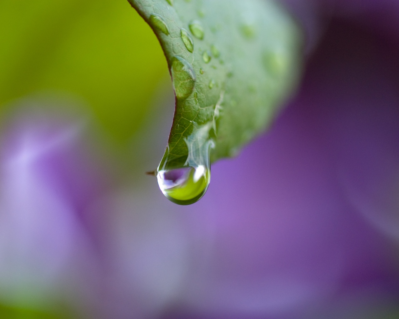 Капля на листе обои
