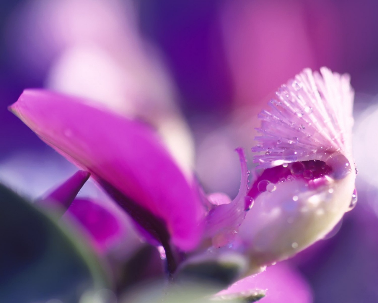 Капли на лиловом цветке обои