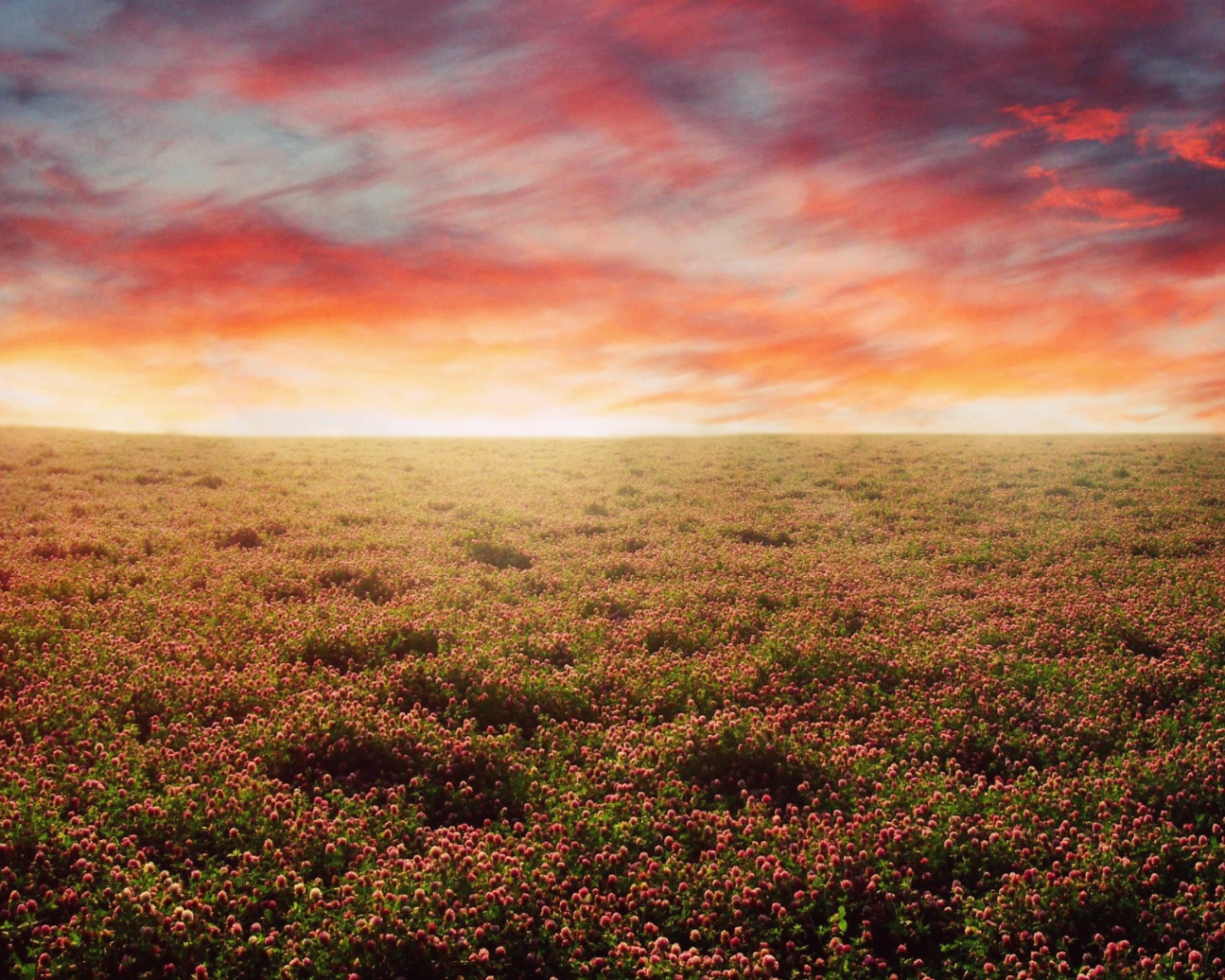 Закатное небо над цветочным полем обои