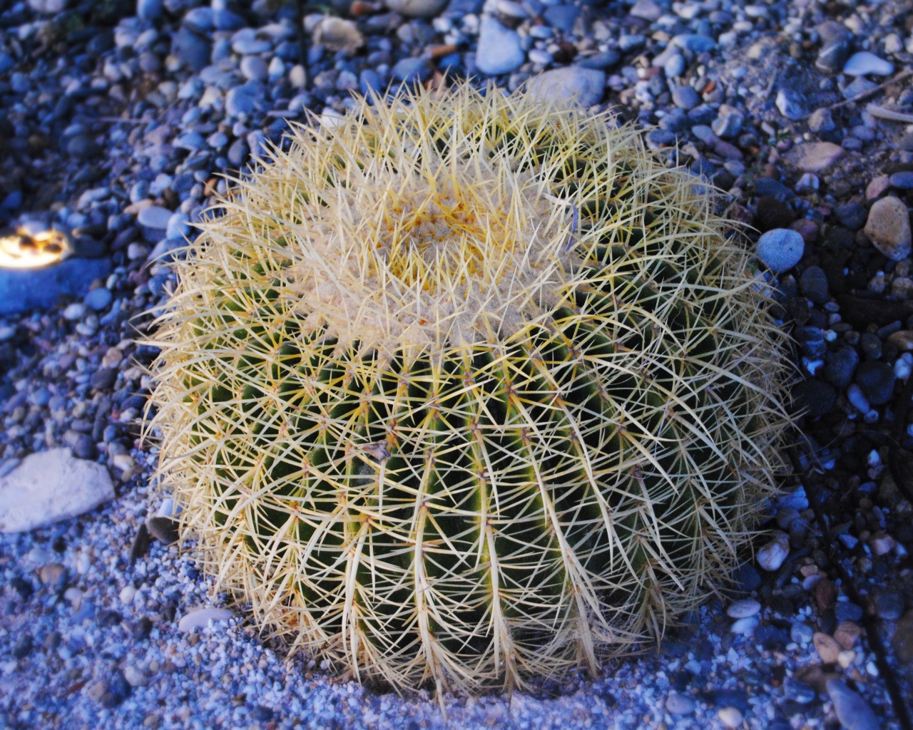 Круглый кактус обои