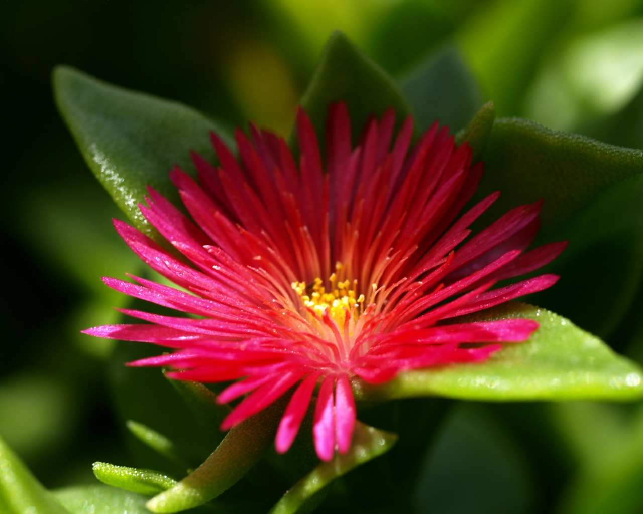 Чудесный цветок обои