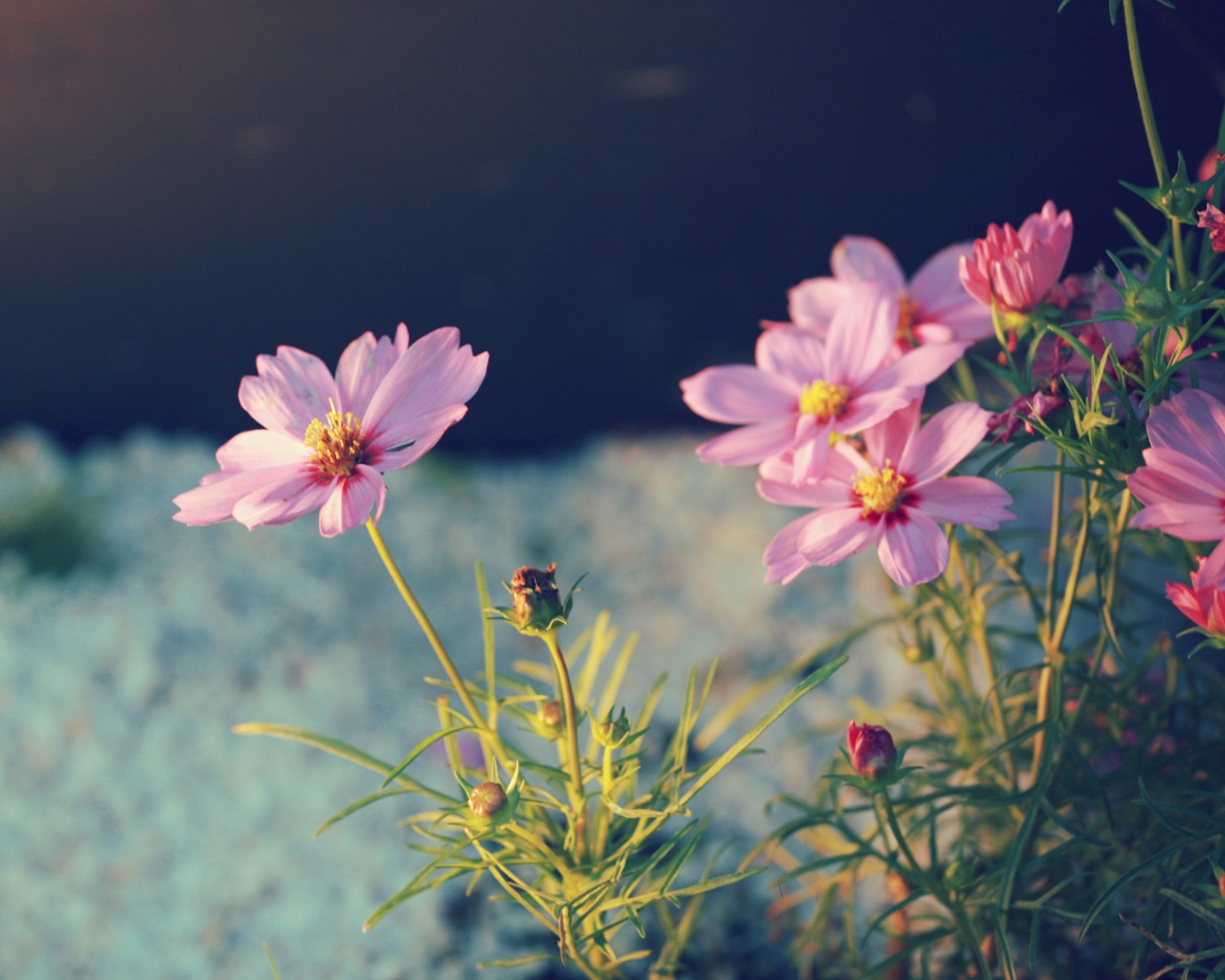 Полевой цветок обои