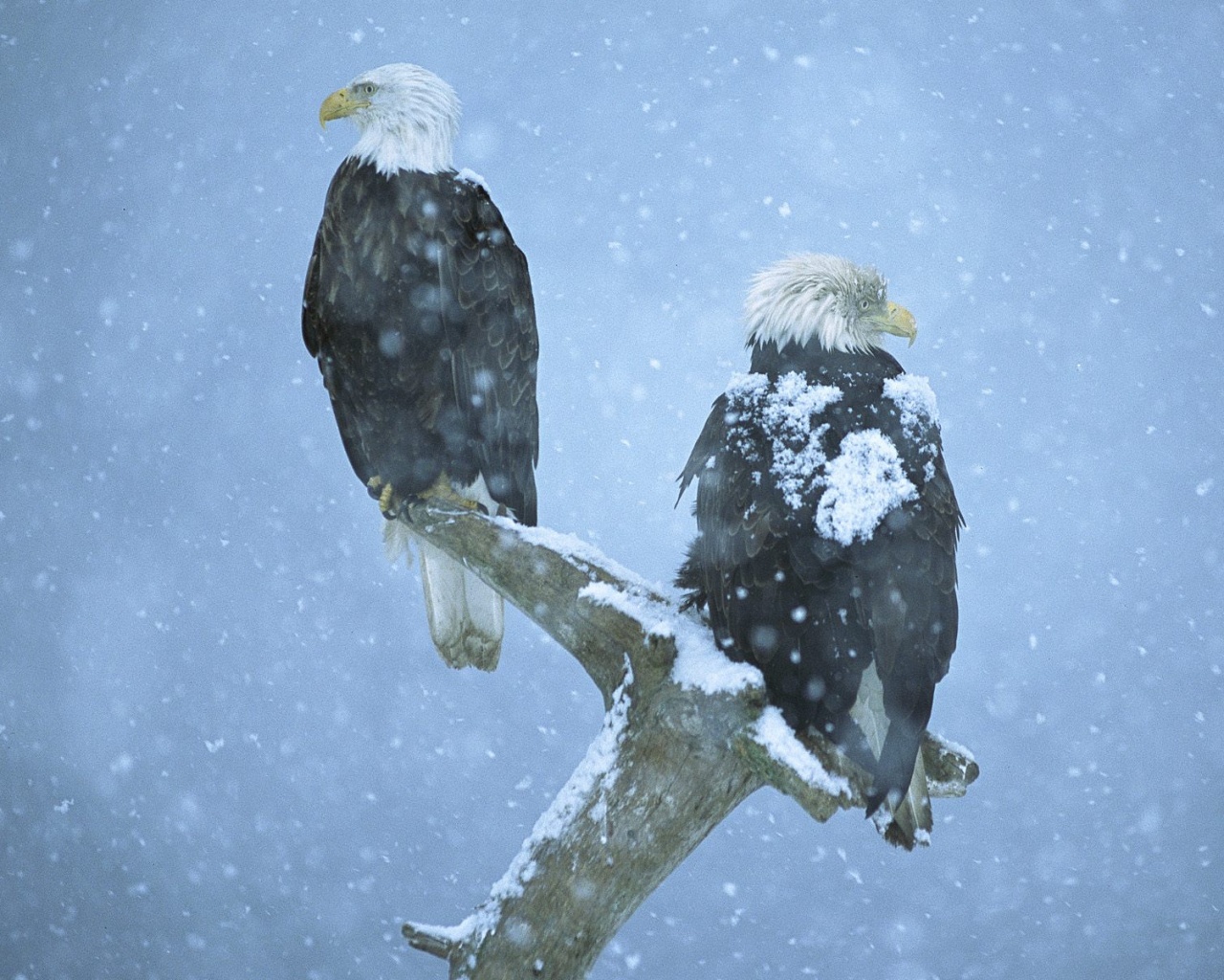 Орлы на ветке в снегопад обои