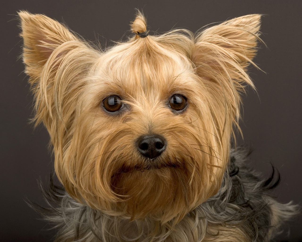 Йоркширский терьер обои