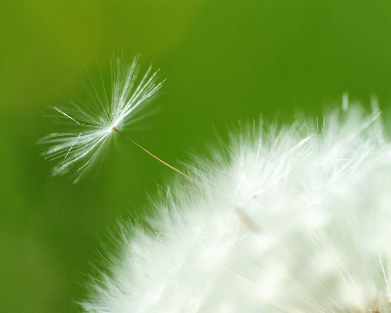 Пушинка одуванчика обои