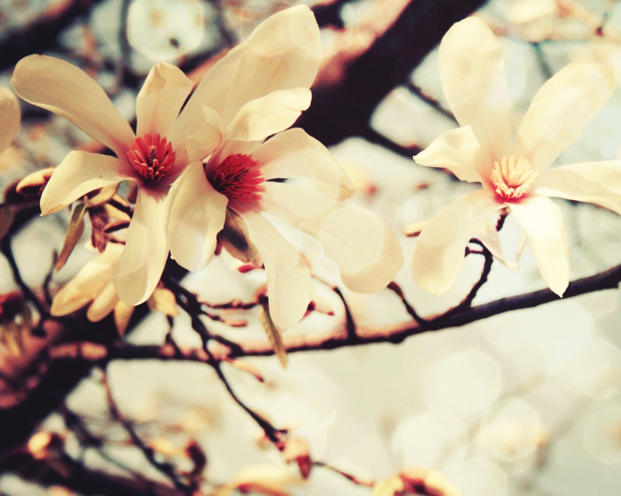 Цветы вишневого дерева обои