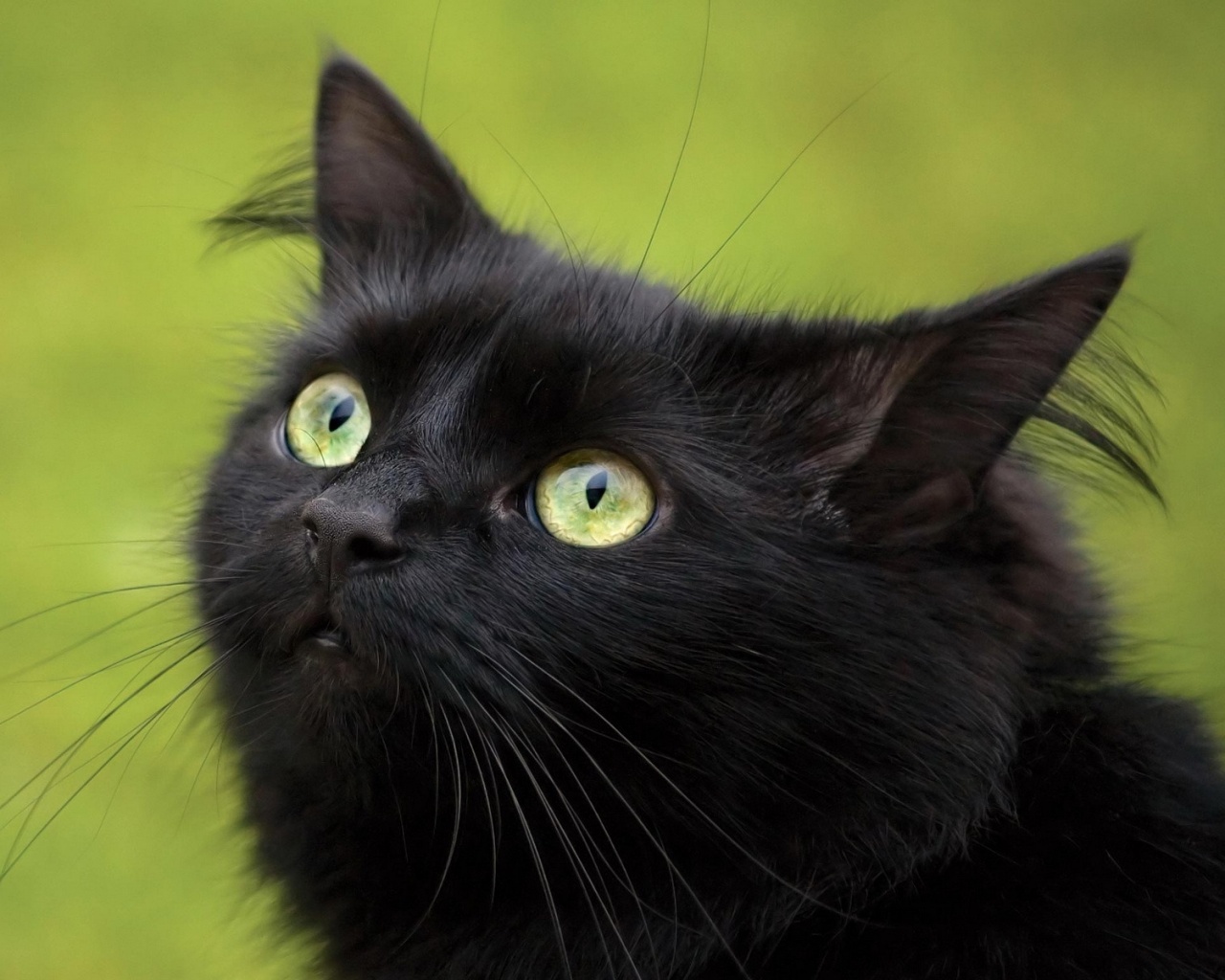 Чёрный котик с зелёными глазками обои