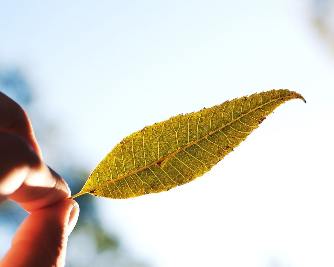 Листик в пальцах обои