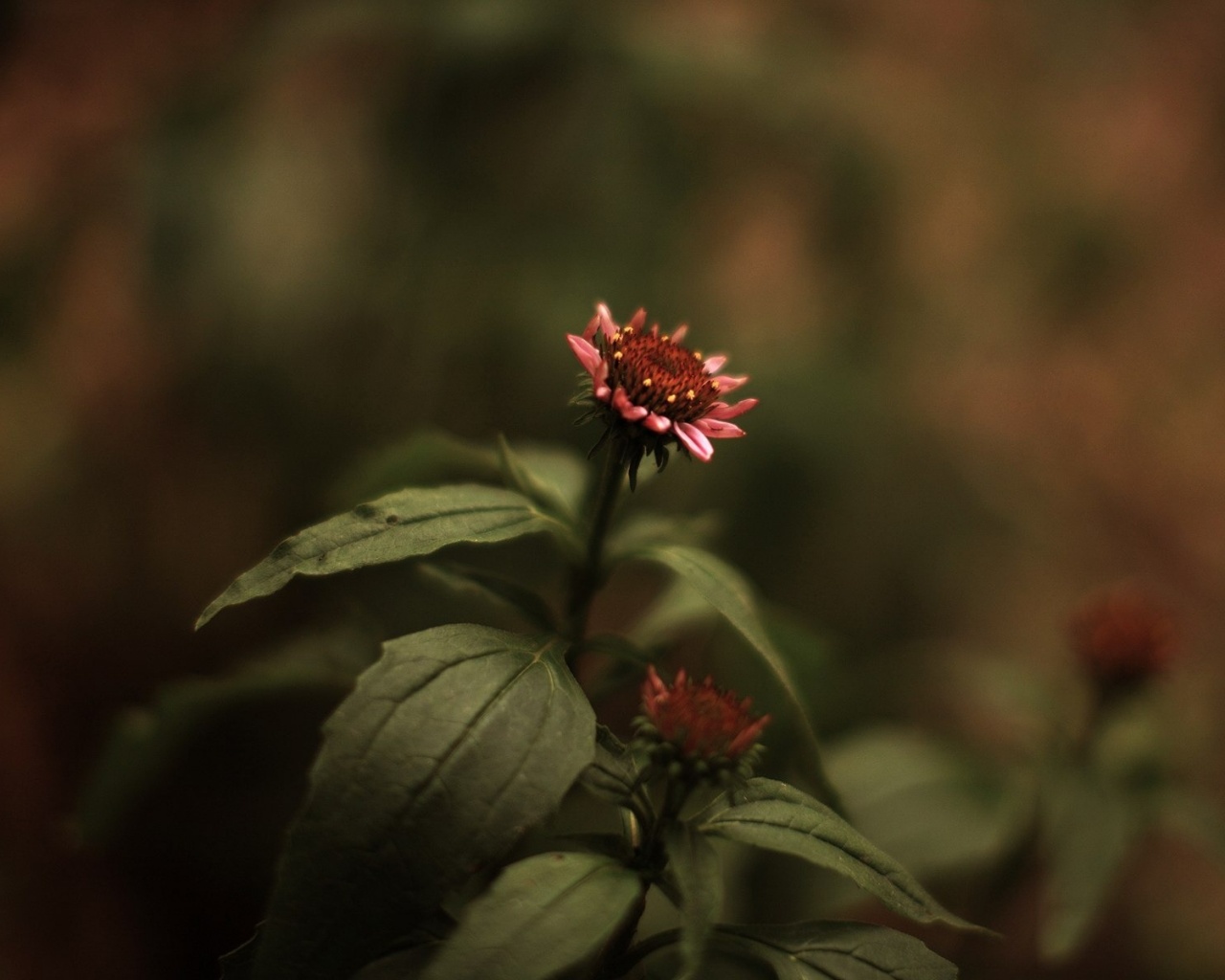 Фотография цветка обои