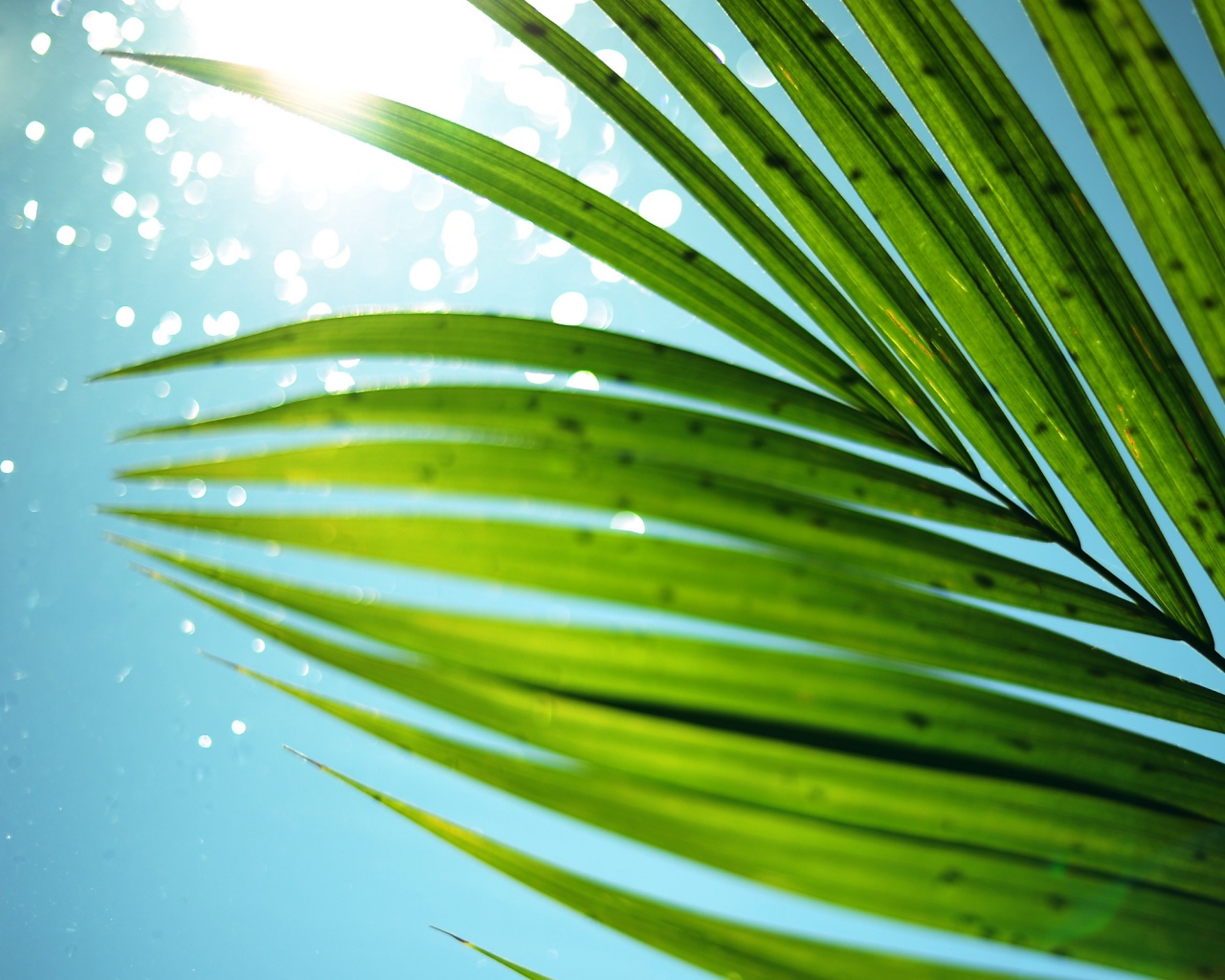 Солнце просвечивает сквозь пальмовый лист обои
