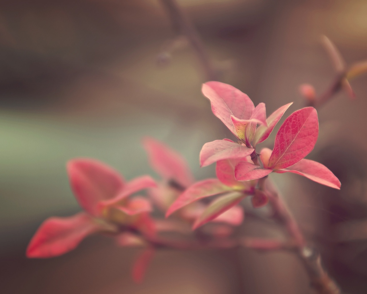 Красные листья на ветке обои