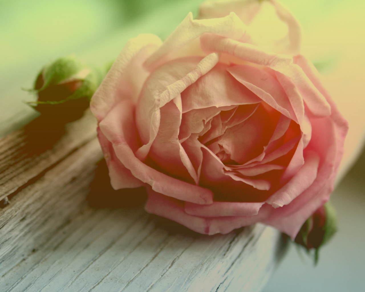 Бутон нежной розы обои