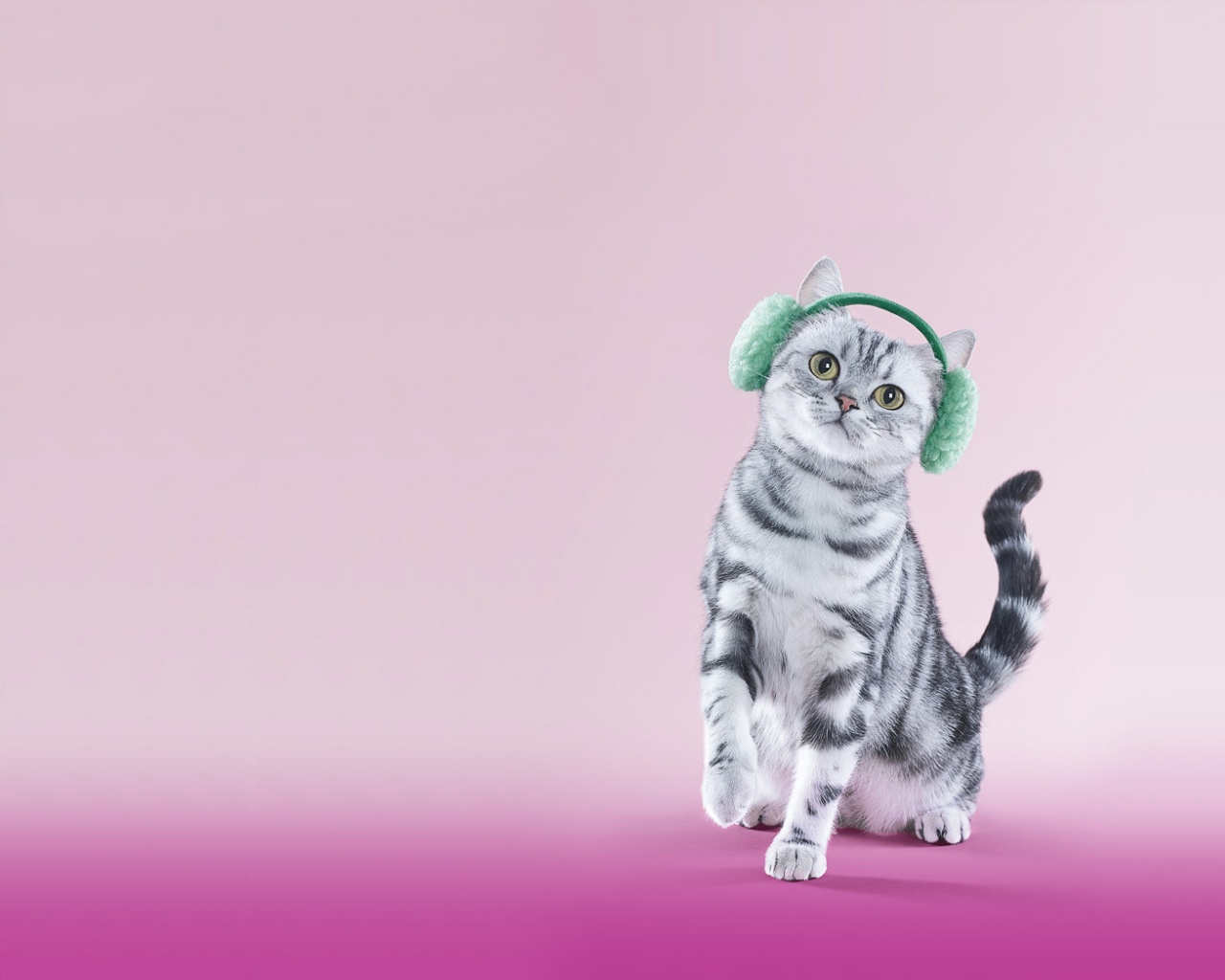 Кот в зеленых наушниках обои