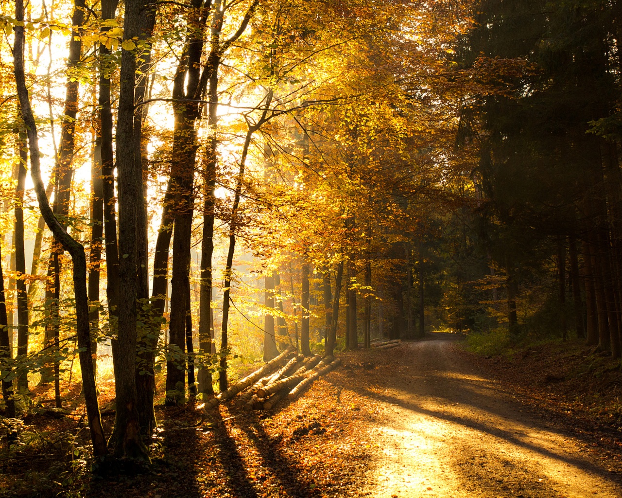 Дорога вдоль просеки в осеннем лесу обои