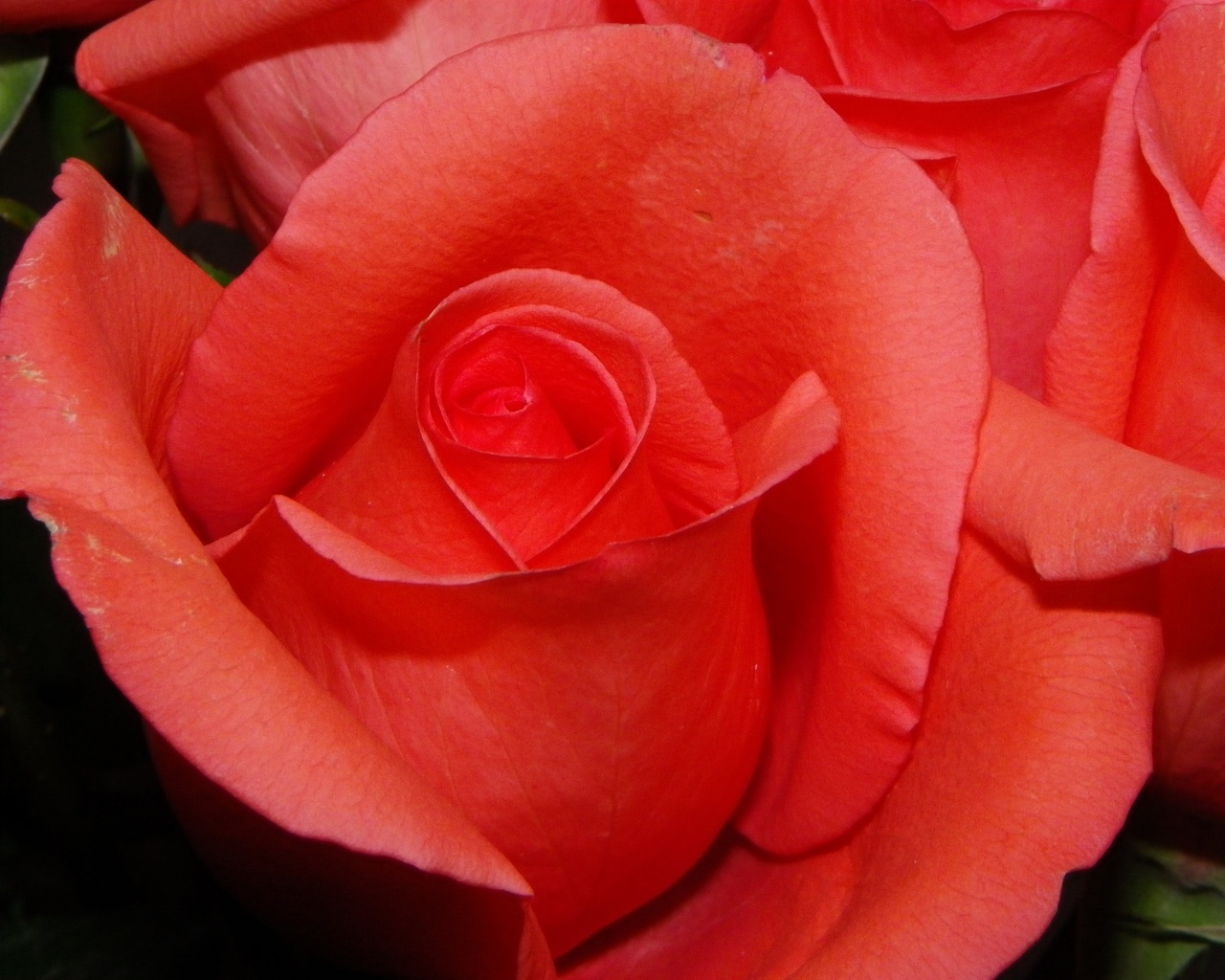 Бутон розы обои