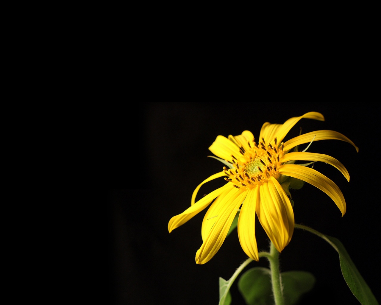Жёлтый цветок на чёрном фоне обои