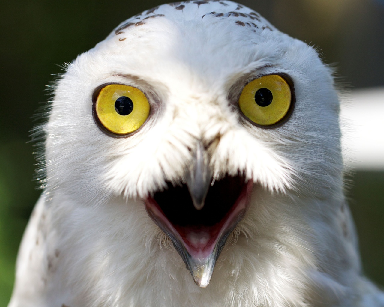 Сова в шоке! обои