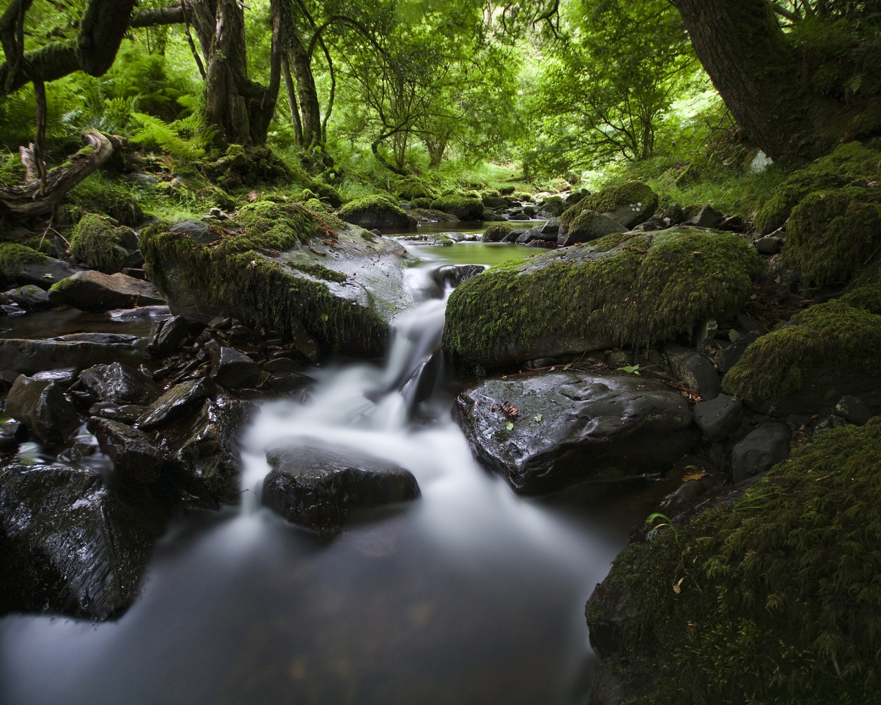Речной поток в лесу обои