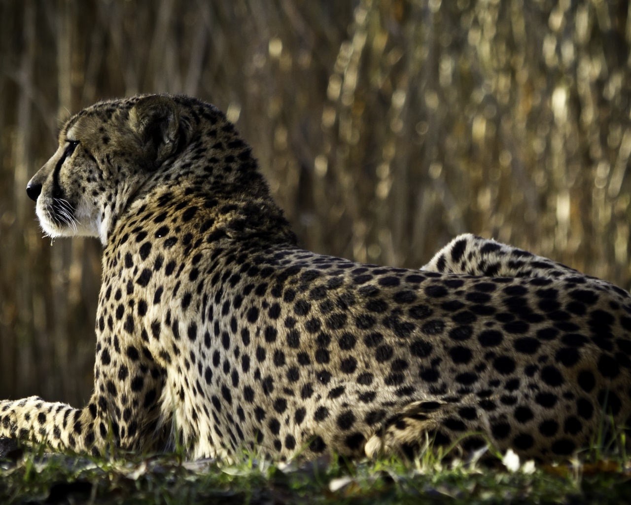 Гепард обои