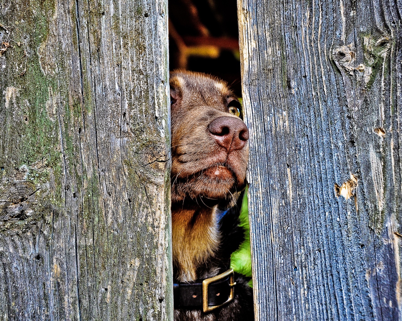 Собака выглядывает из-за забора обои