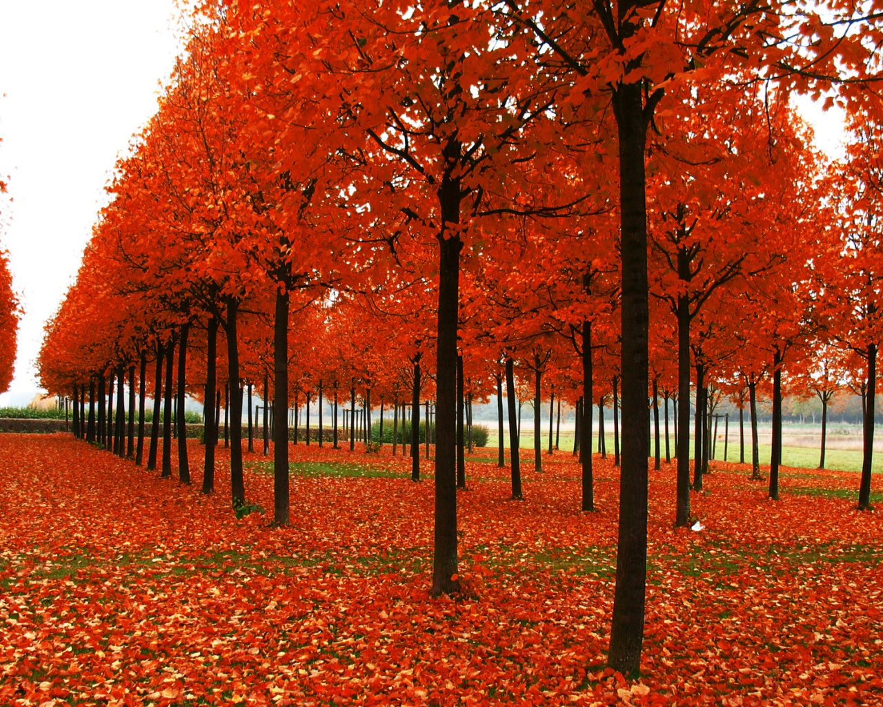 Скачать бесплатно осень обои