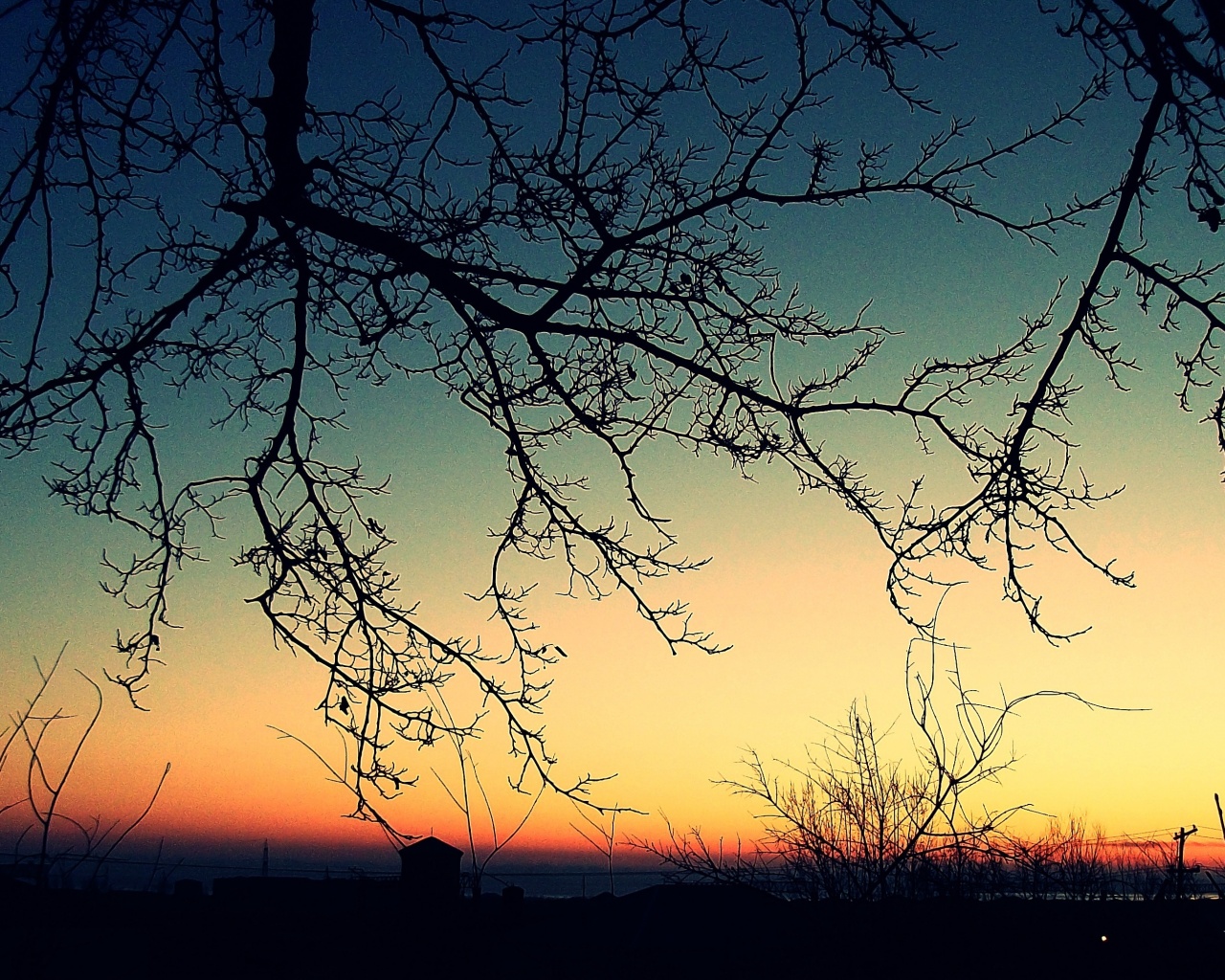 Закат сквозь ветки деревьев обои