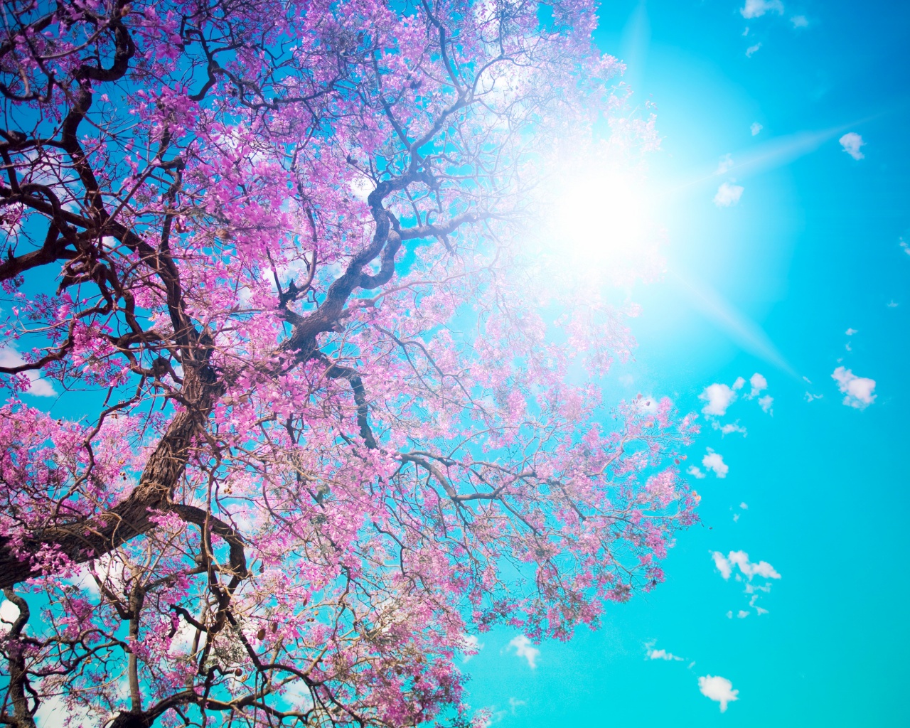 Цветение вишни обои